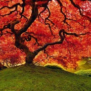 tree of zen peter lik