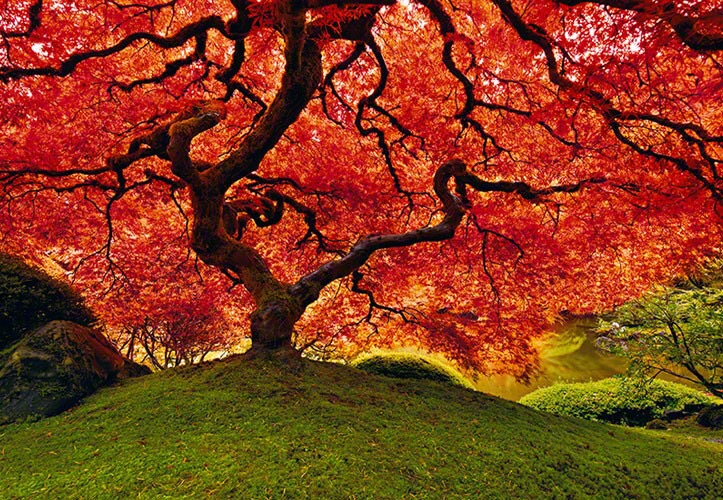 tree of zen peter lik