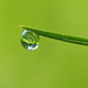 Pantone svela il colore dell'anno 2017: greenery